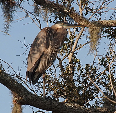 [A side view of the heron with its blue and white head and neck tucked into its grey body. Its eye is open, but perhaps it's resting since it's on one leg perched on the decent-sized horizonal branch.]